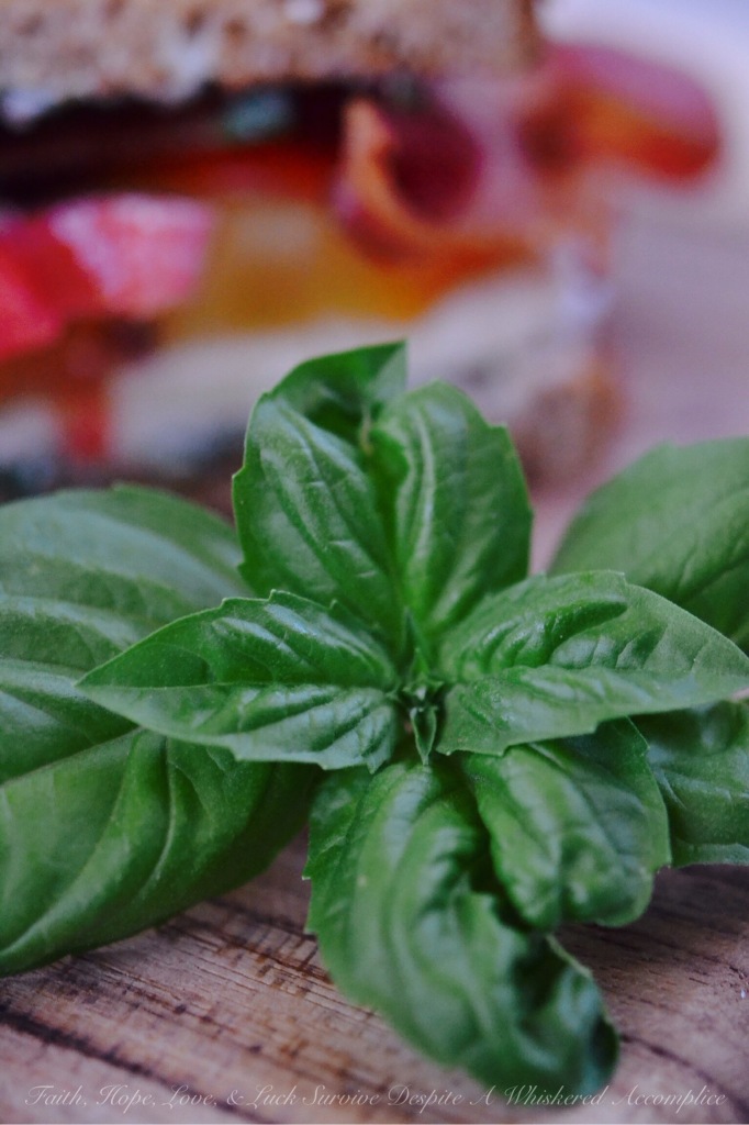 Summer's Not Over Yet Basil BLT | Faith, Hope, Love, and Luck Survive Despite a Whiskered Accomplice