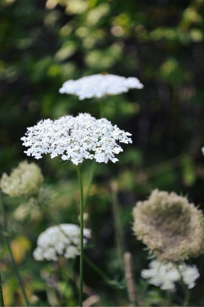 Queen Anne's Lace | Faith, Hope, Love, and Luck Survive Despite a Whiskered Accomplice