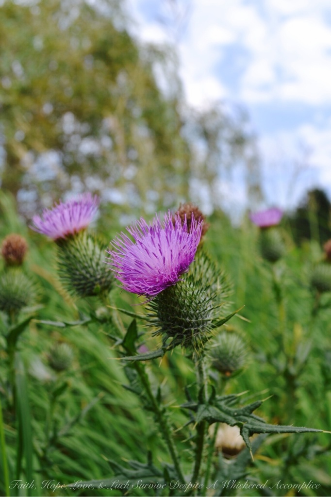 Scottish Thistle | Faith, Hope, Love, and Luck Survive Despite a a Whiskered Accomplice
