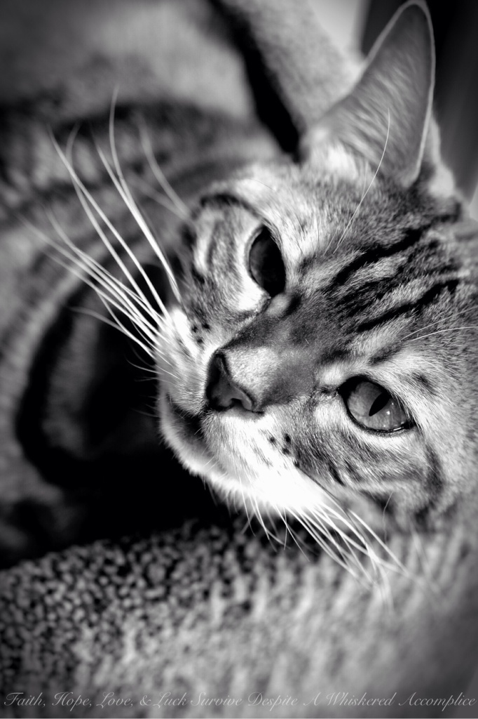 Happy 11th Birthday Brenna | Faith, Hope, Love, and Luck Survive Despite a Whiskered Accomplice
