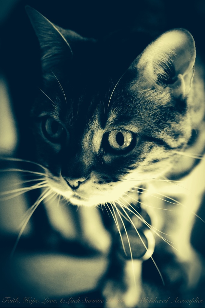 Brenna | Faith, Hope, Love, & Luck Survive Despite A Whiskered Accomplice
