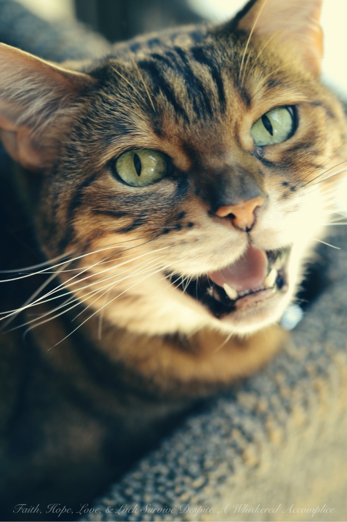 Brenna | Faith, Hope, Love, & Luck Survive Despite A Whiskered Accomplice