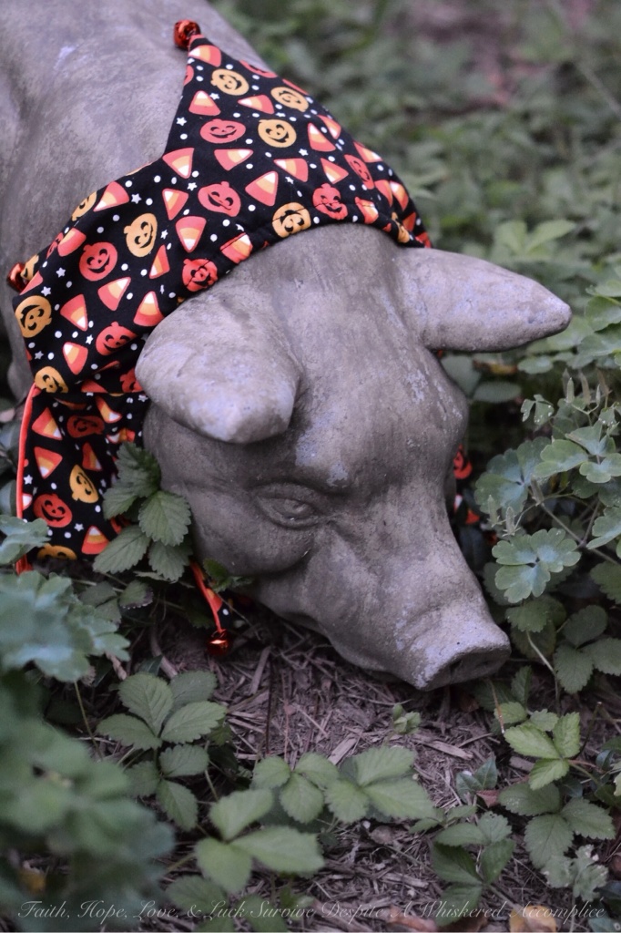 Halloween Farm Animals - Willie | Faith, Hope, Love, and Luck Survive Despite a Whiskered Accomplice