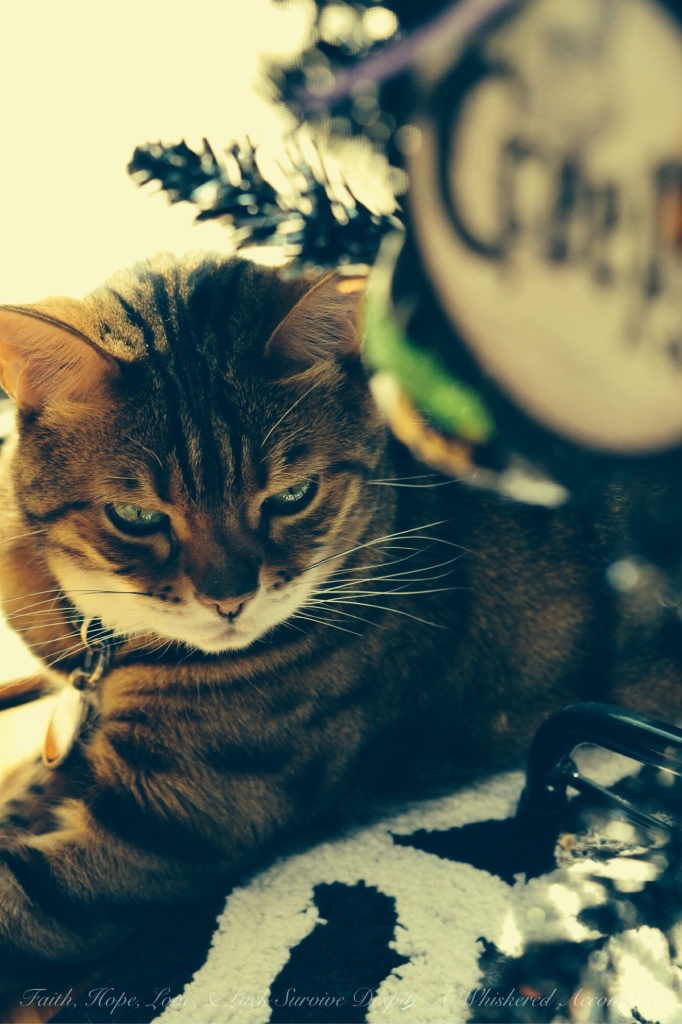 Brenna | Faith, Hope, Love, & Luck Survive Despite A Whiskered Accomplice