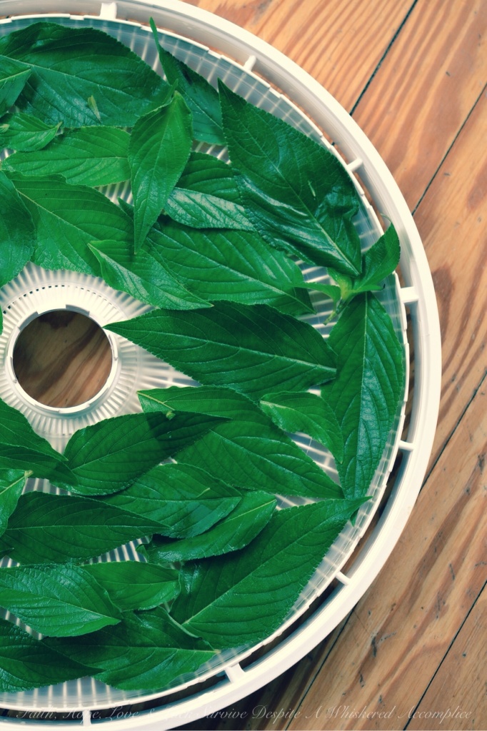 Pineapple Sage | Faith, Hope, Love, & Luck Survive Despite A Whiskered Accomplice