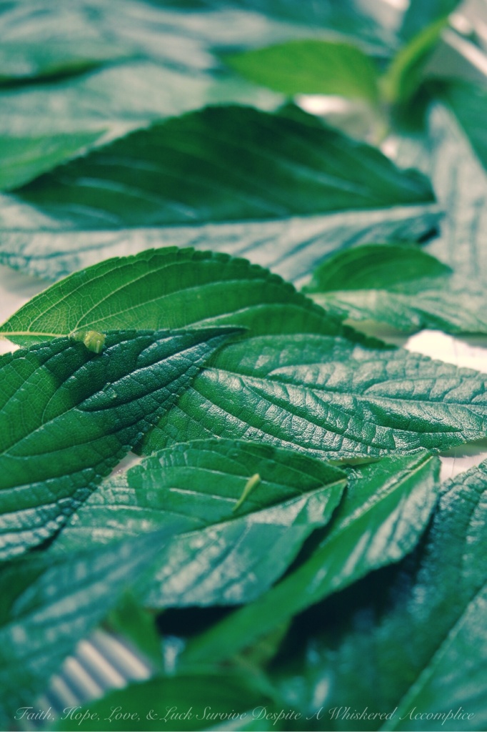 Pineapple Sage | Faith, Hope, Love, & Luck Survive Despite A Whiskered Accomplice