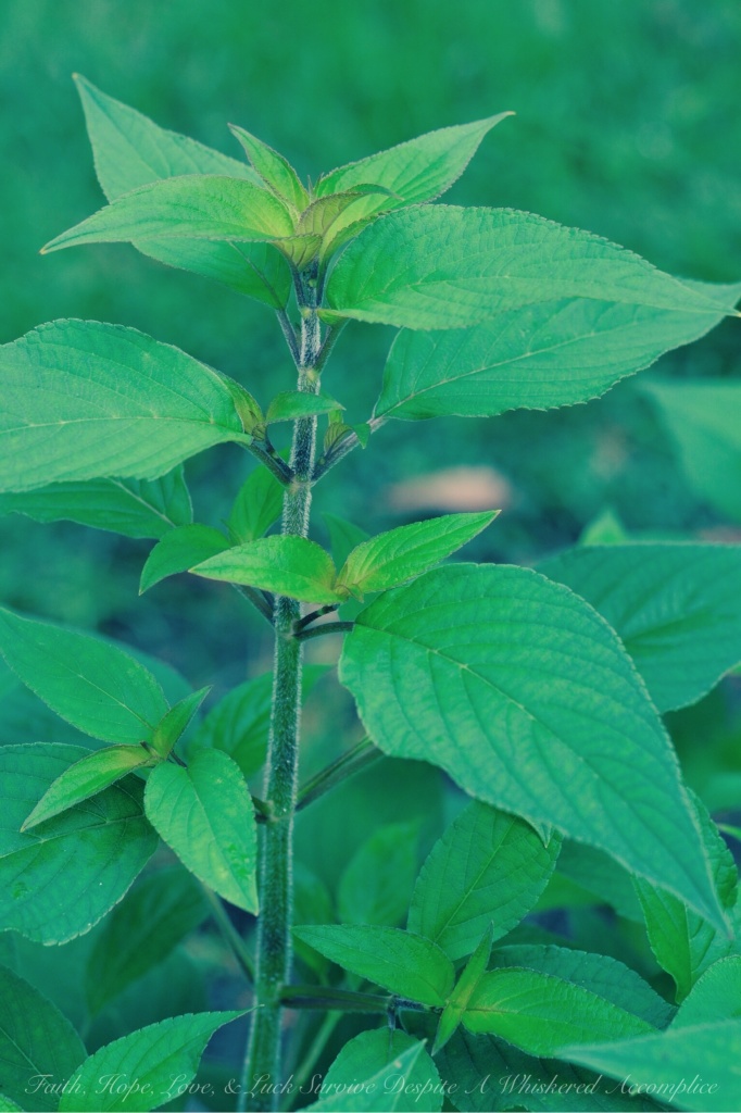 Pineapple Sage | Faith, Hope, Love, & Luck Survive Despite A Whiskered Accomplice