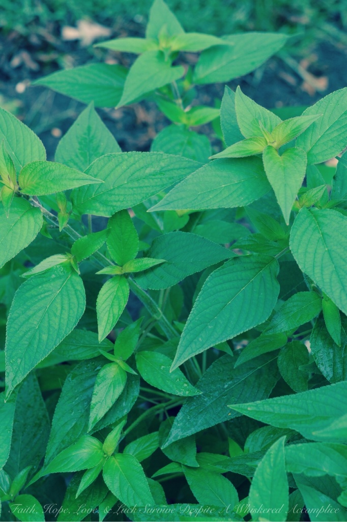 Pineapple Sage | Faith, Hope, Love, & Luck Survive Despite A Whiskered Accomplice