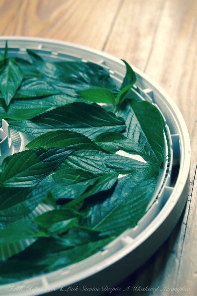 Pineapple Sage | Faith, Hope, Love, & Luck Survive Despite A Whiskered Accomplice