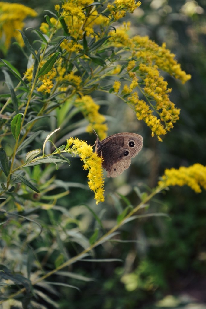 Butterfly | Faith, Hope, Love, and Luck Survive Despite a Whiskered Accomplice