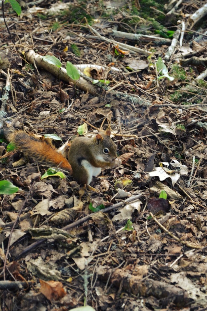 Red Squirrel | Faith, Hope, Love, and Luck Survive Despite a Whiskered Accomplice