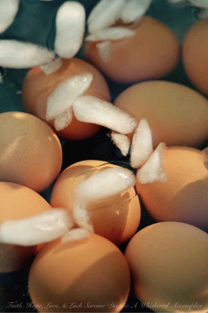 How To Hard-Boil Eggs - Are you tired of trying to hard-boil the perfect egg and failing? We have great news, the perfect hard-boiled egg is within your reach. With these simple tips and tricks, you can make the process easier and achieve the perfect egg with less stress.