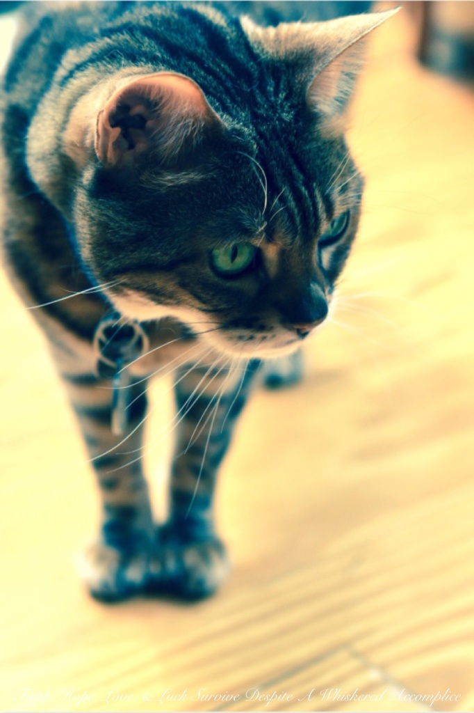 On the Lookout | Faith, Hope, Love, and Luck Survive Despite a Whiskered Accomplice
