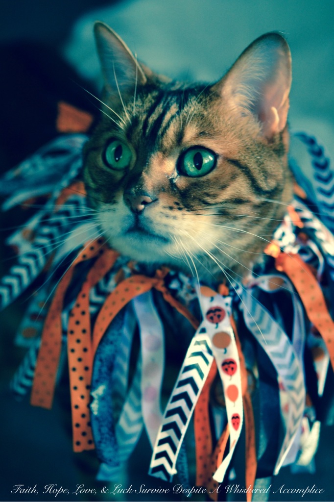 2014 Halloween Brenna | Faith, Hope, Love, and Luck Survive Despite a Whiskered Accomplice