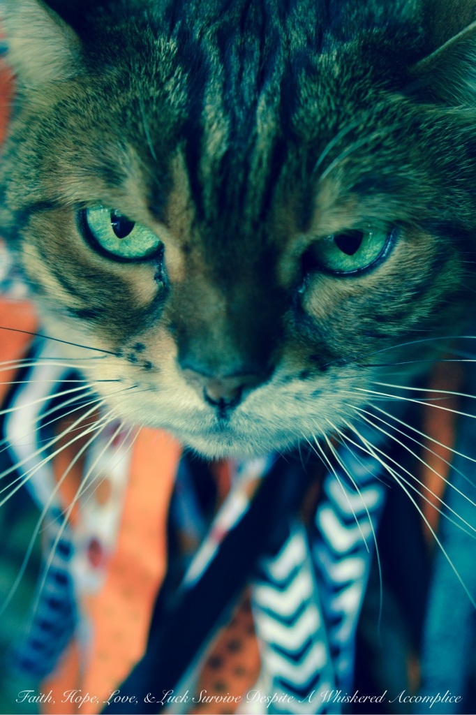 2014 Halloween Brenna | Faith, Hope, Love, and Luck Survive Despite a Whiskered Accomplice