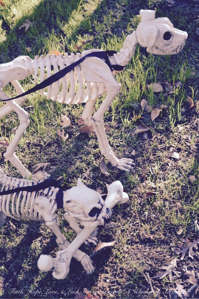 2014 Delawder Matthews Halloween House | Faith, Hope, Love, and Luck Survive Despite a Whiskered Accomplice