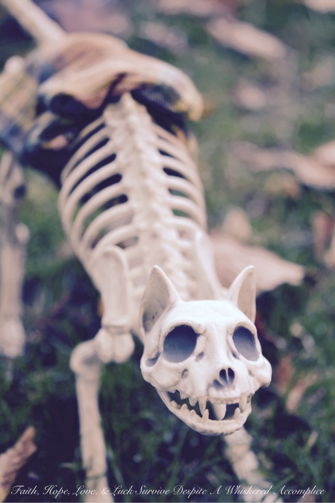 2014 Delawder Matthews Halloween House | Faith, Hope, Love, and Luck Survive Despite a Whiskered Accomplice
