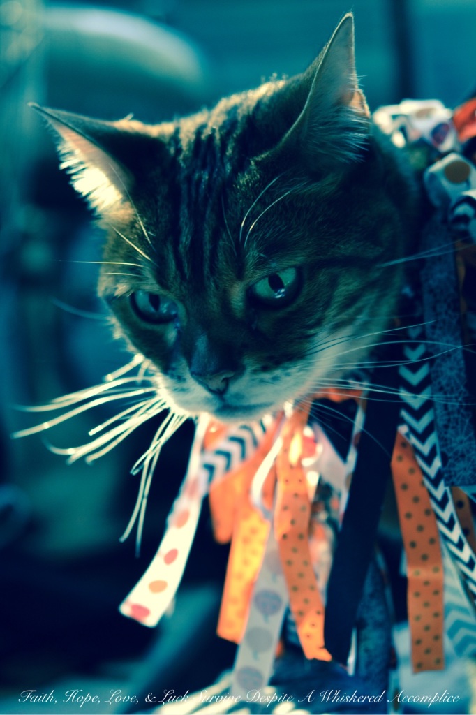 2014 Halloween Brenna | Faith, Hope, Love, and Luck Survive Despite a Whiskered Accomplice