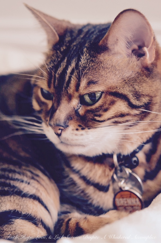 Brenna's Non-Festive Halloween | Faith, Hope, Love, and Luck Survive Despite a Whiskered Accomplice