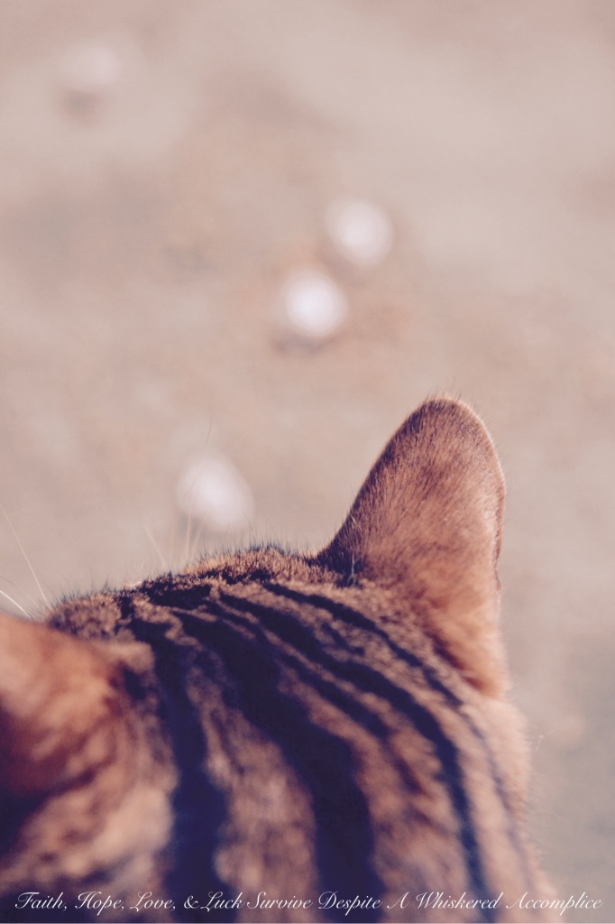 Penzeys Buttermilk Dressing and Dip Mix Contest Winner | Faith, Hope, Love, and Luck Survive Despite a Whiskered Accomplice