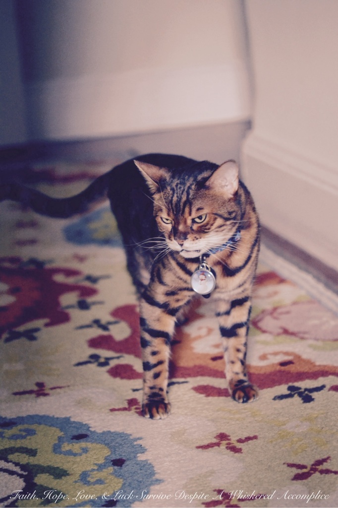 Unhappy Brenna | Faith, Hope, Love, and Luck Survive Despite a Whiskered Accomplice