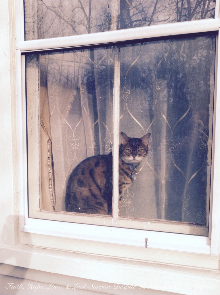 Happy Caturday! - 04/25/2015 | Faith, Hope, Love, and Luck Survive Despite a Whiskered Accomplice