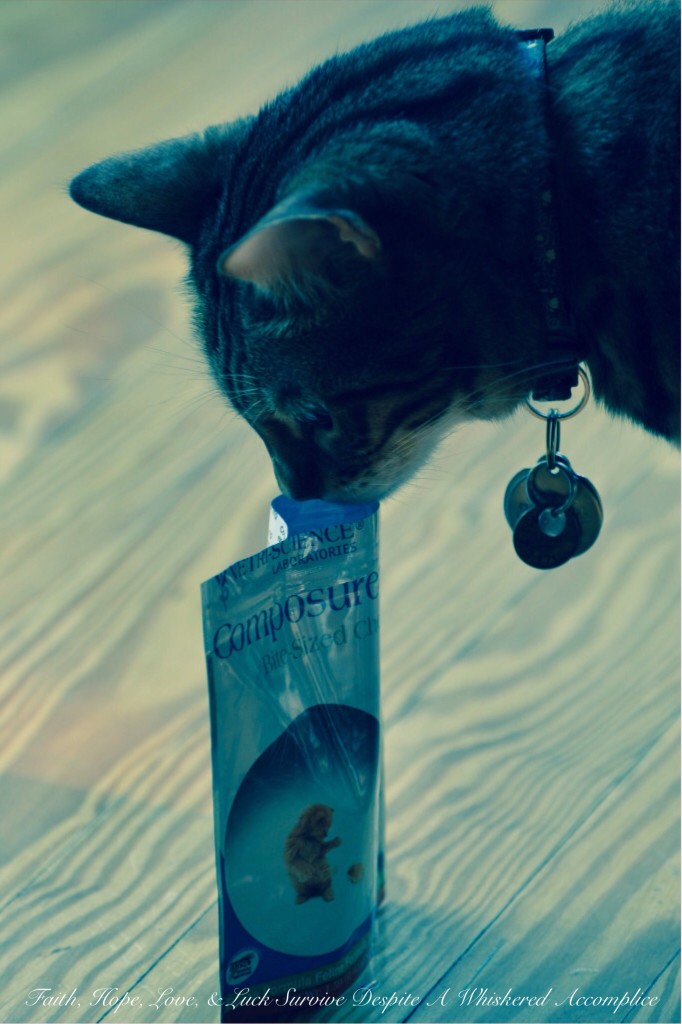 A Visit from Our Best Friends | Faith, Hope, Love, and Luck Survive Despite a Whiskered Accomplice