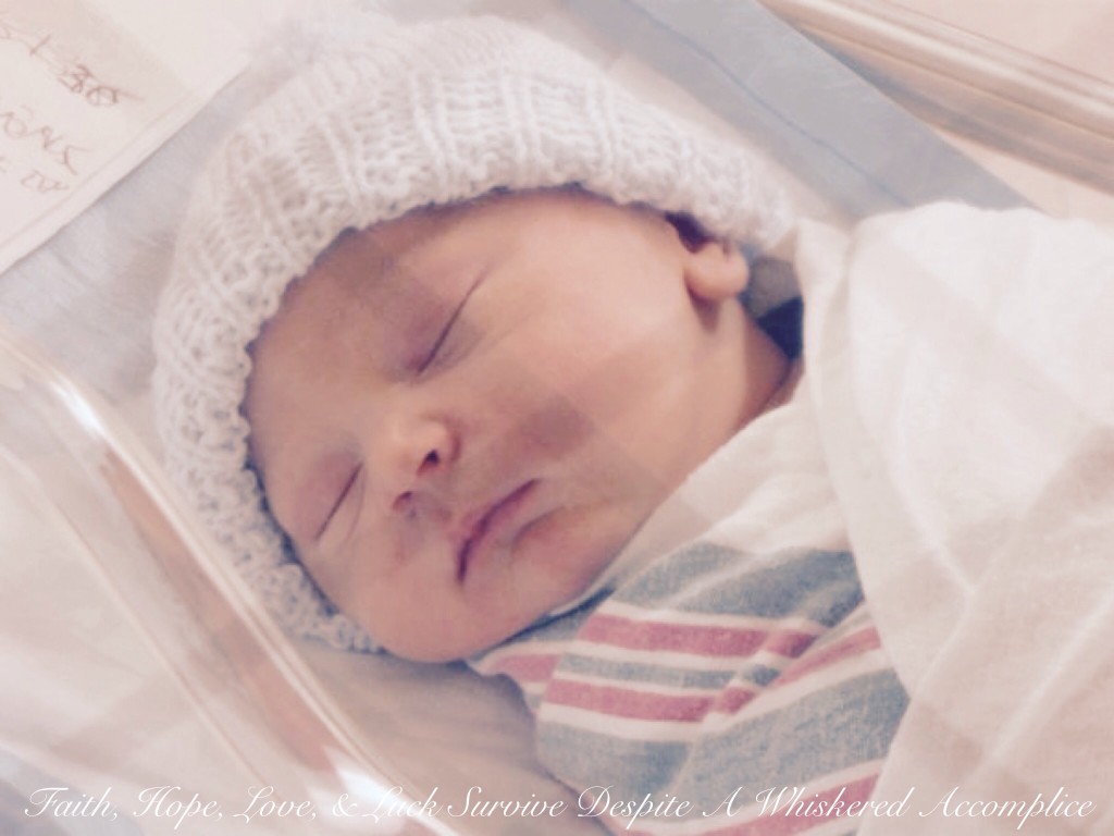 Baby D.J. | Faith, Hope, Love, and Luck Survive Despite a Whiskered Accomplice