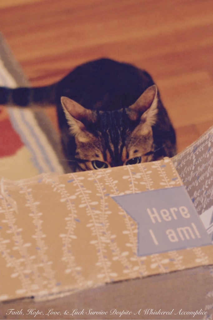 How to Spend a Rainy Day | Faith, Hope, Love, and Luck Survive Despite a Whiskered Accomplice