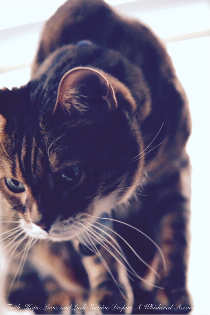 Happy Caturday! - 03/21/2015 | Faith, Hope, Love, and Luck Survive Despite a Whiskered Accomplice