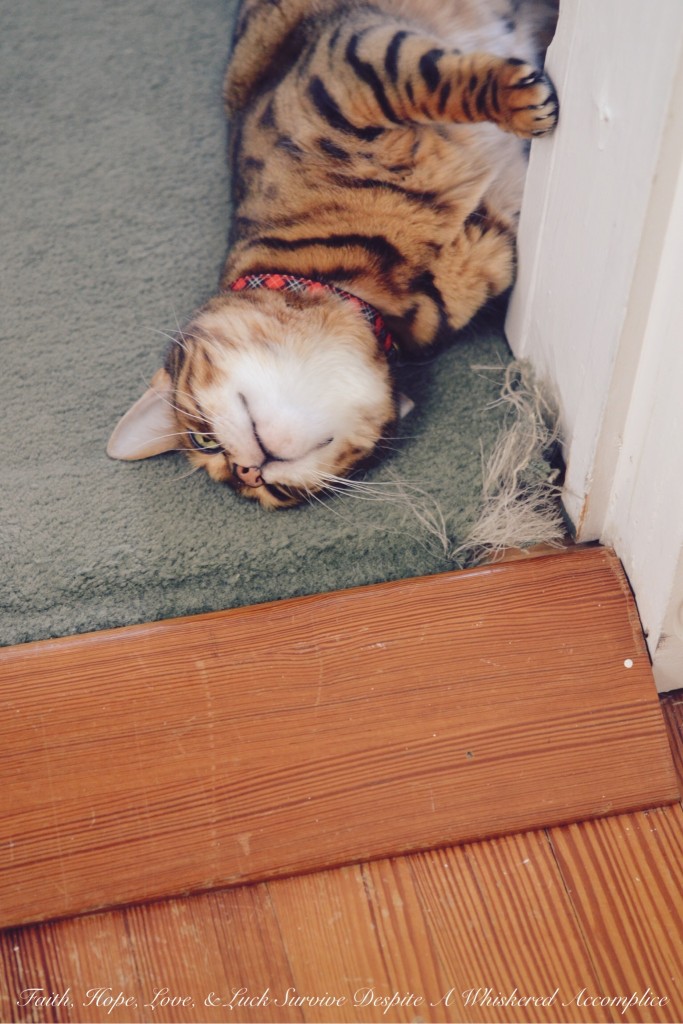 Happy Caturday! - 02/07/2015 | Faith, Hope, Love, and Luck Survive Despite a Whiskered Accomplice