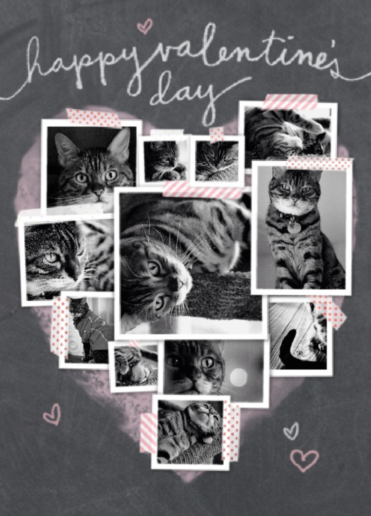 Happy Valentine's Day | Faith, Hope, Love, and Luck Survive Despite a Whiskered Accomplice