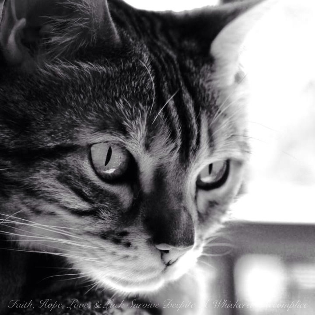 Happy Caturday! | Faith, Hope, Love, and Luck Survive Despite a Whiskered Accomplice