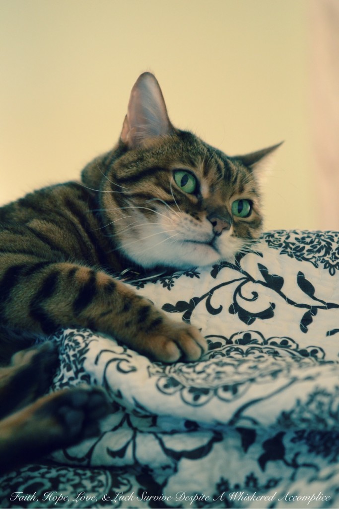 Happy Caturday! - 02/21/2015 | Faith, Hope, Love, and Luck Survive Despite a Whiskered Accomplice