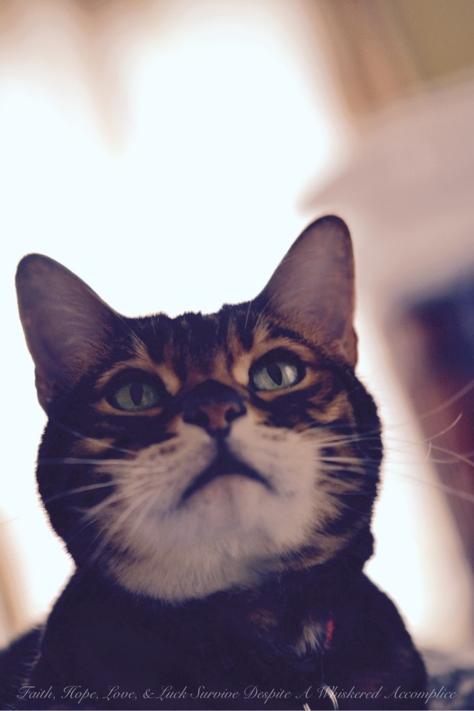 Happy Caturday! - 02/28/2015 | Faith, Hope, Love, and Luck Survive Despite a Whiskered Accomplice