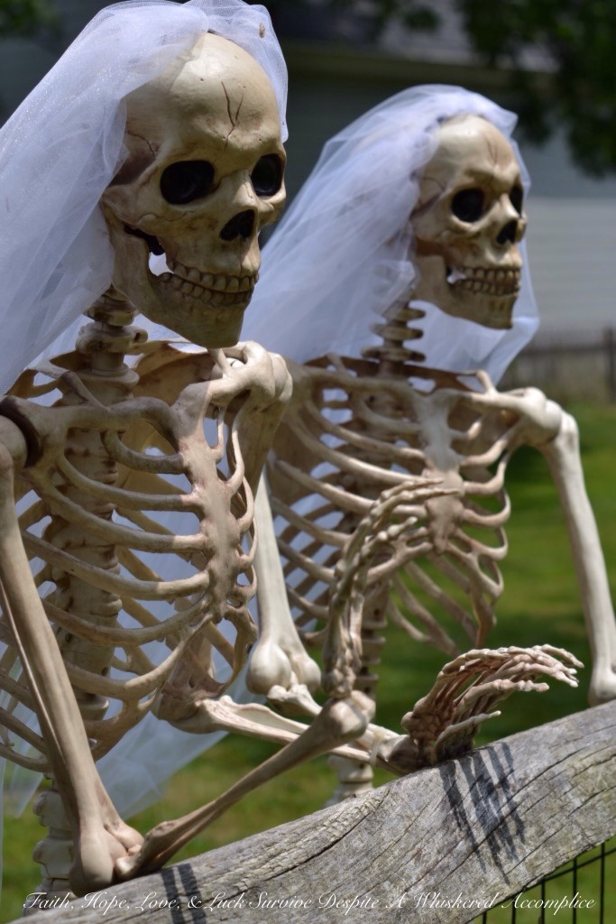 Special Wedding Guests | Faith, Hope, Love, and Luck Survive Despite a Whiskered Accomplice