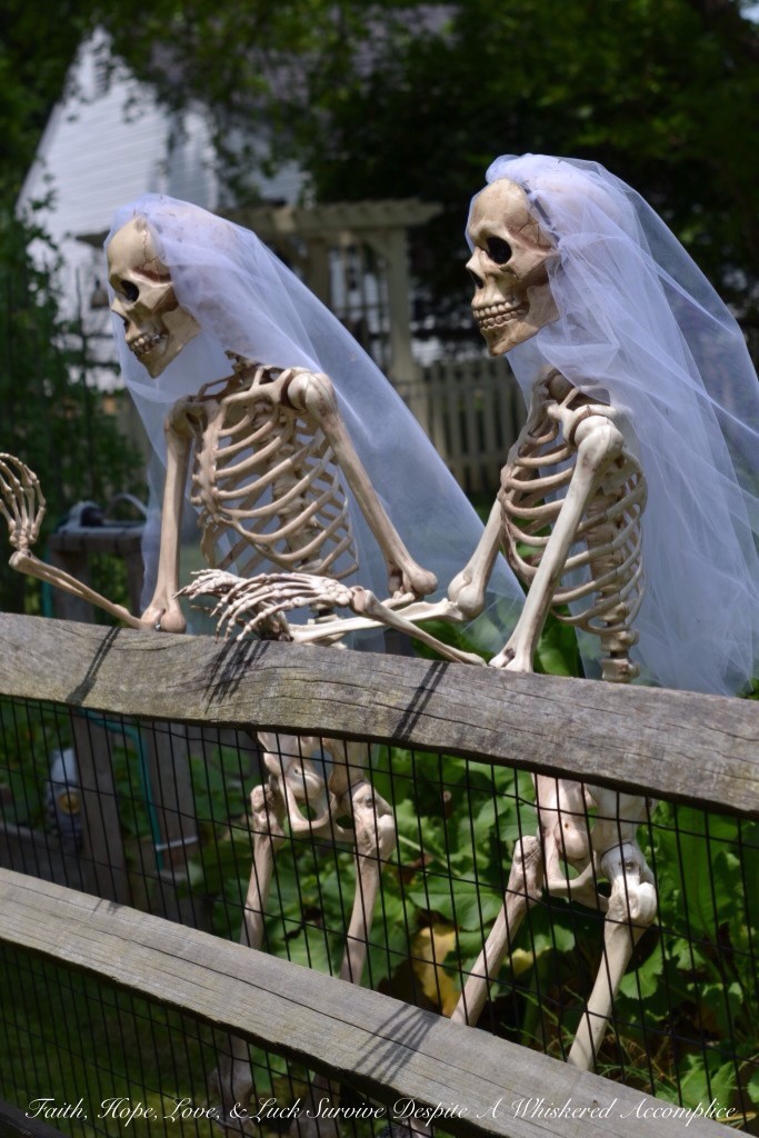 Special Wedding Guests | Faith, Hope, Love, and Luck Survive Despite a Whiskered Accomplice