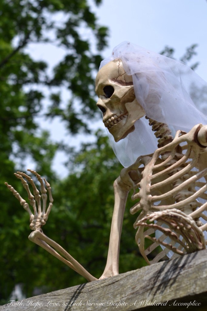 Special Wedding Guests | Faith, Hope, Love, and Luck Survive Despite a Whiskered Accomplice