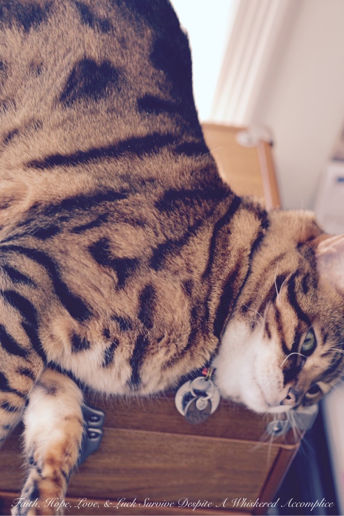 Happy Caturday! - 3/28/2015