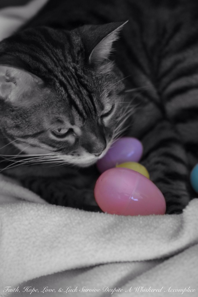 SUNDAY FUN DAY - 04/20/2014 | Faith, Hope, Love, and Luck Survive Despite a Whiskered Accomplice