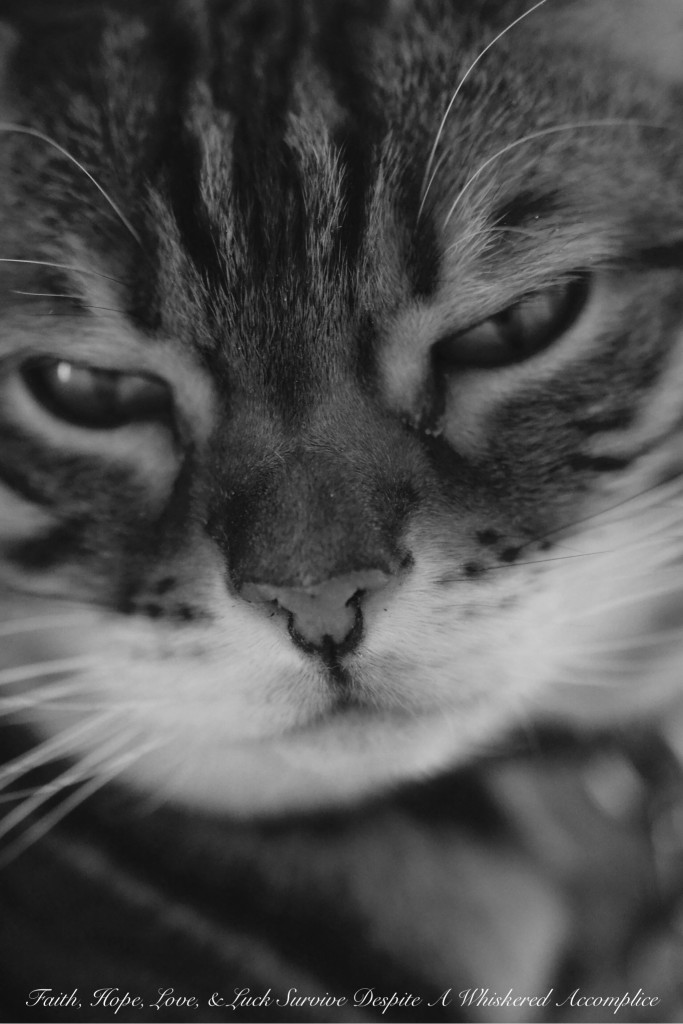 Happy Caturday! - 03/07/2015 | Faith, Hope, Love, and Luck Survive Despite a Whiskered Accomplice