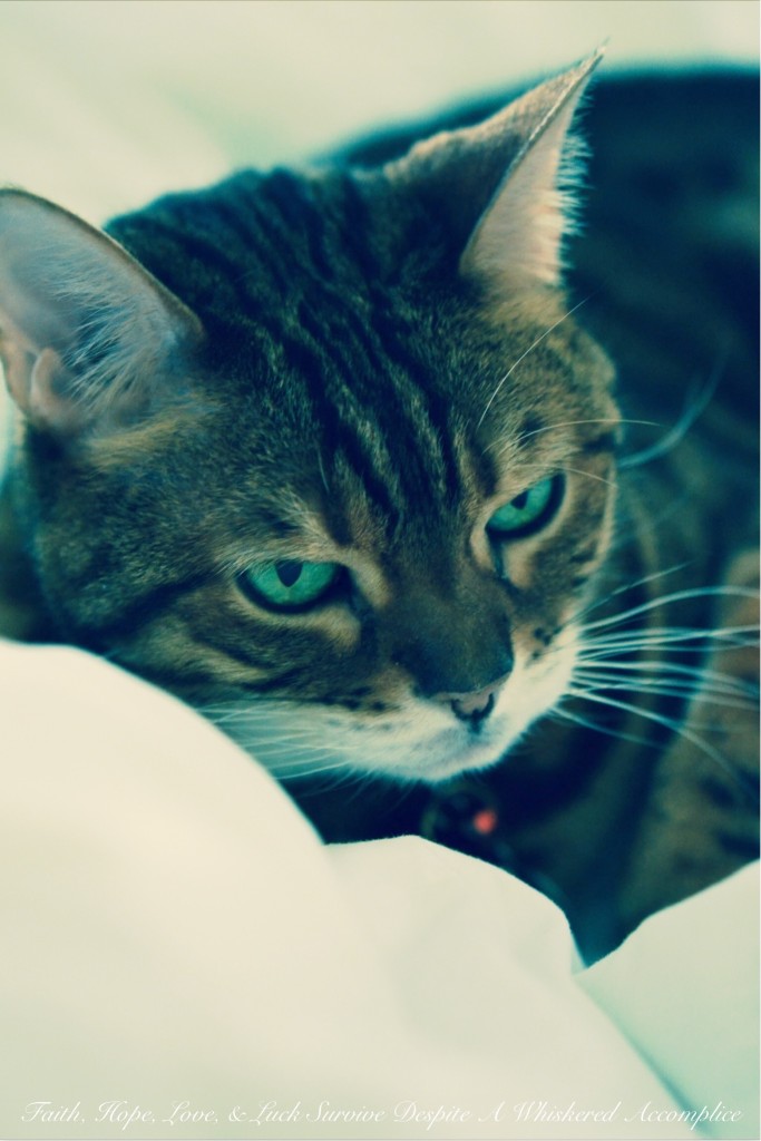 Happy Caturday! - 03/14/2015 | Faith, Hope, Love, and Luck Survive Despite a Whiskered Accomplice