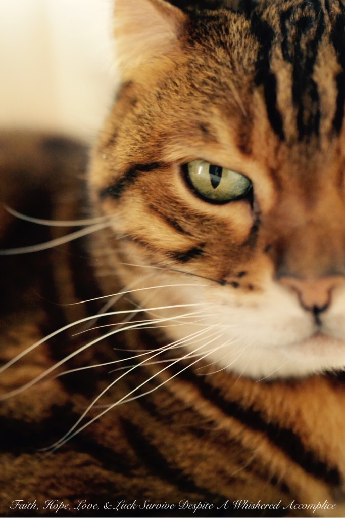 Happy Caturday! - 04/11/2015 | Faith, Hope, Love, and Luck Survive Despite a Whiskered Accomplice