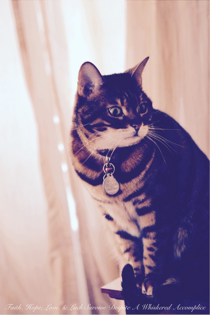 Happy Caturday! - 04/18/2015 | Faith, Hope, Love, and Luck Survive Despite a Whiskered Accomplice