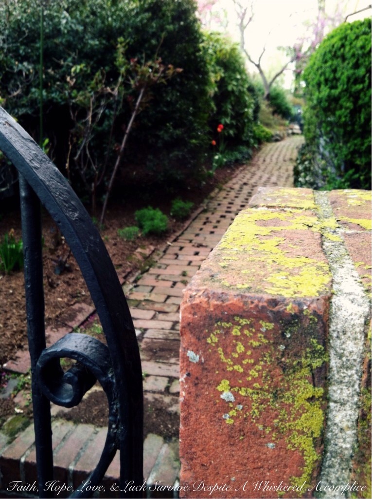 The Thursday - Oops I Mean Wednesday Thirteen - 05/07/2014 | Faith, Hope, Love, and Luck Survive Despite a Whiskered Accomplice