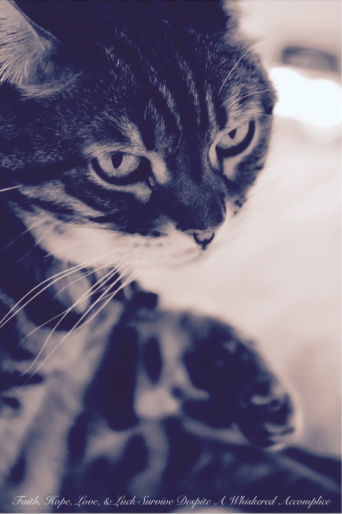 Happy Caturday! - 05/16/2015 | Faith, Hope, Love, and Luck Survive Despite a Whiskered Accomplice