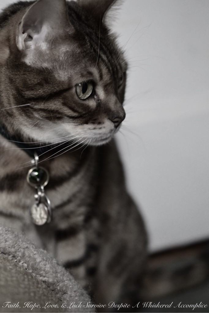 Happy Caturday! - 05/23/2015 | Faith, Hope, Love, and Luck Survive Despite a Whiskered Accomplice