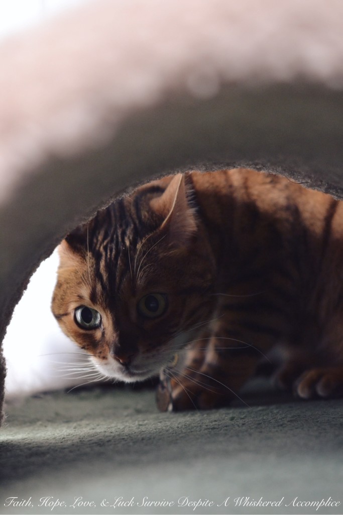 Happy Caturday! - 05/09/2015 #CatsTrueNature | Faith, Hope, Love, and Luck Survive Despite a Whiskered Accomplice