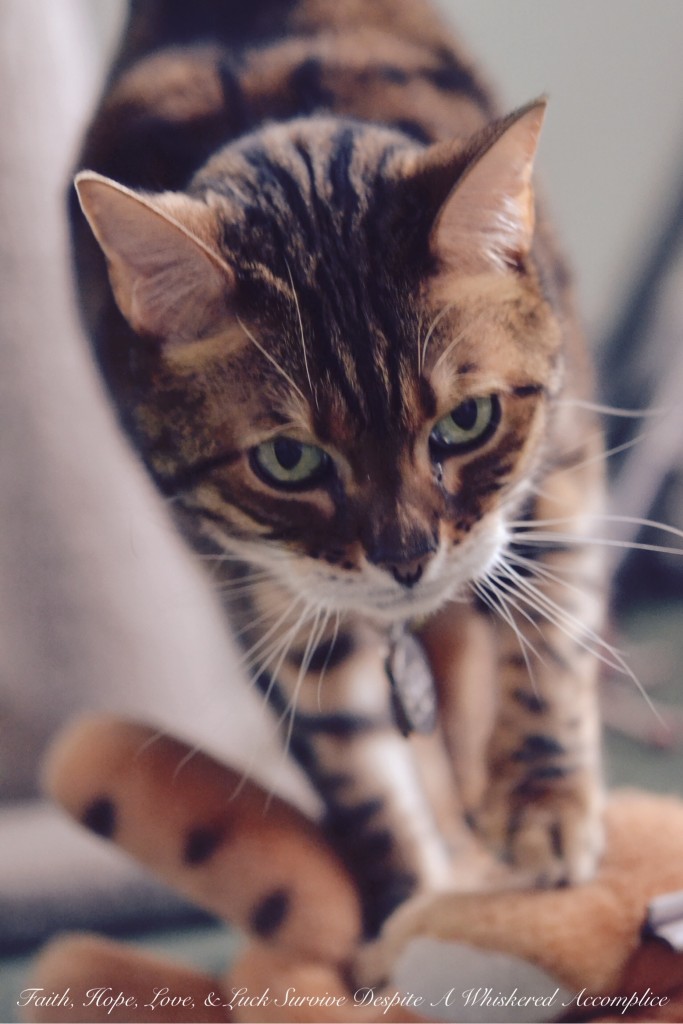 Happy Caturday! - 05/30/2015 | Faith, Hope, Love, and Luck Survive Despite a Whiskered Accomplice