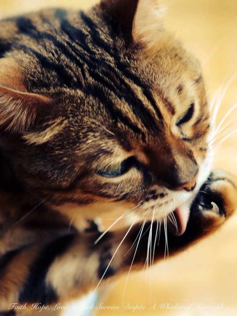 Happy Caturday! - 06/06/2015 | Faith, Hope, Love, and Luck Survive Despite a Whiskered Accomplice